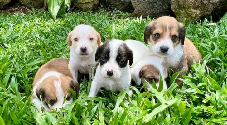 Una Terra dei Randagi in Costa Rica, dove i cani vivono liberi