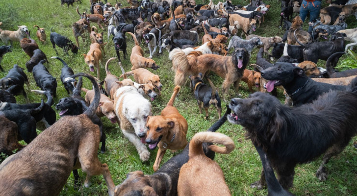 cani neri e marroni