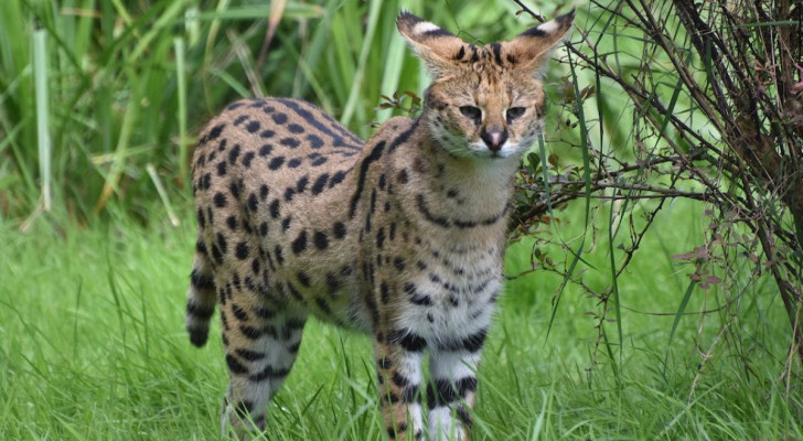 La fuga del serval: animale pericoloso o enorme gatto innocuo?