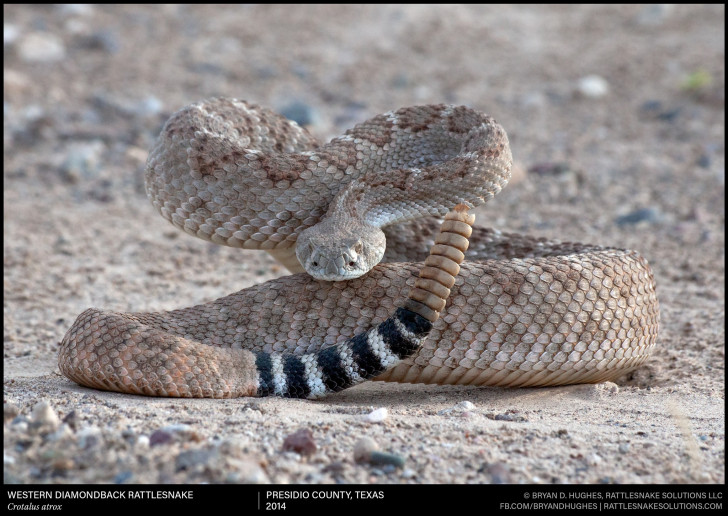 Serpents à sonnettes, venimeux pour l'homme