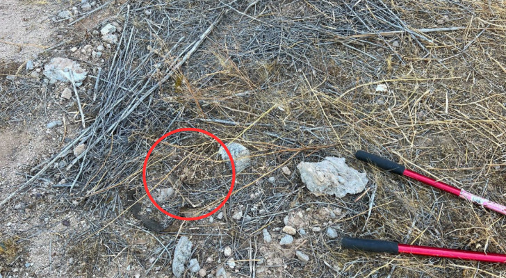 Voici où se cache le serpent à sonnettes