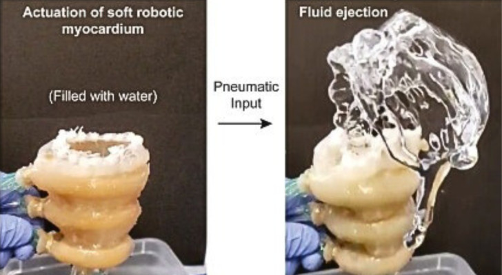 Il cuore biorobotico batte come quello umano: a cosa serve?