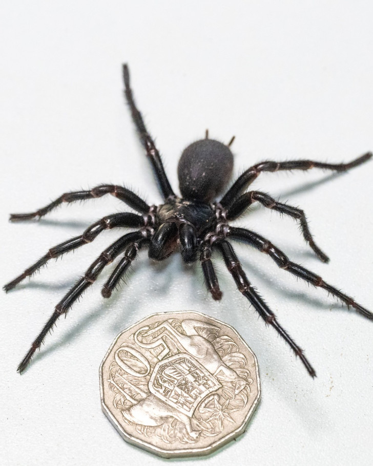 Les araignées araignée à toile-entonnoir, parmi les plus dangereuses au monde