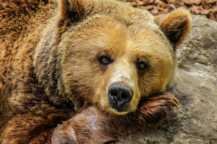 Varför går vissa djur, inklusive björnar i ide?