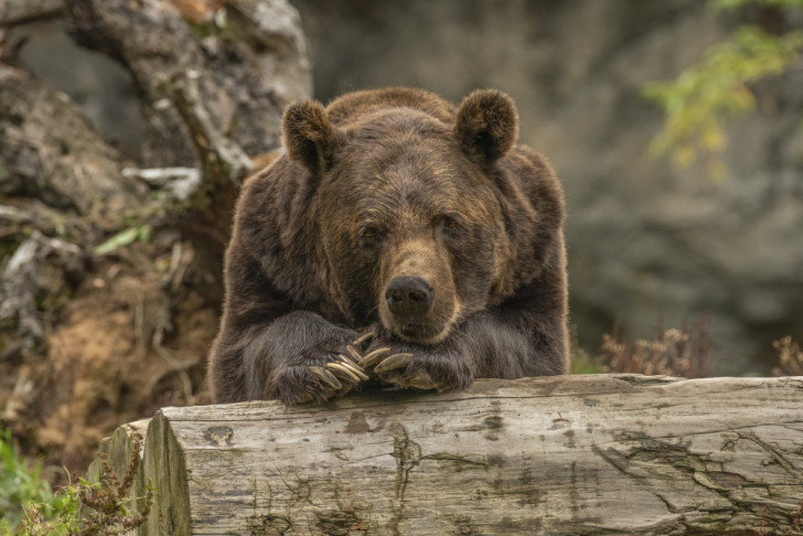 Les ours n'hibernent pas : on parle plutôt de torpeur