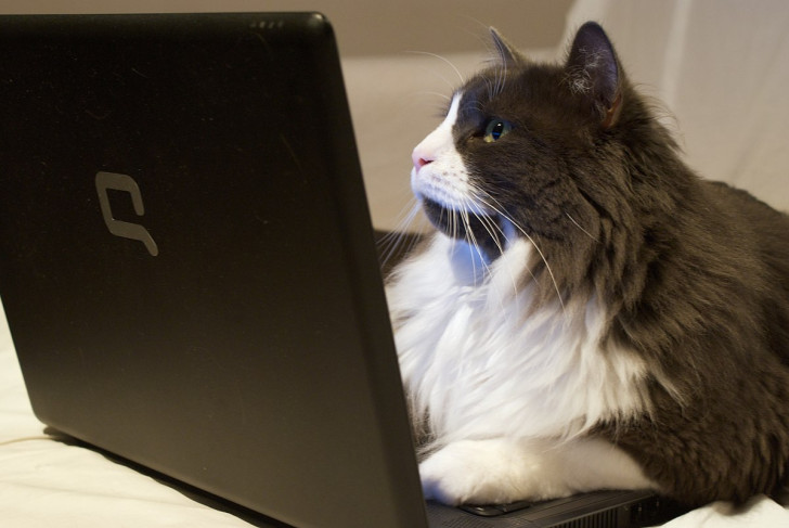Perché i gatti tendono a voler sdraiarsi sulla tastiera del nostro PC