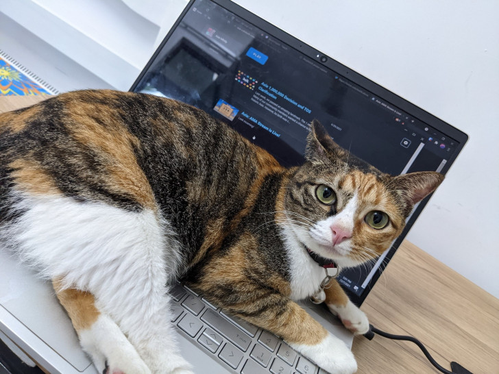 Può portare dei rischi tenere un gatto sul portatile?