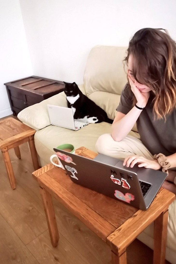 Una soluzione simpatica al problema del gatto sul portatile