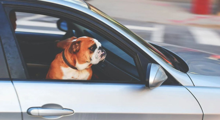 Come evitare che i cani inseguano le auto?