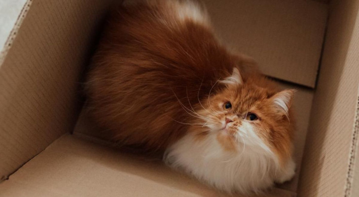 Come vedere le scatole dal punto di vista di un gatto