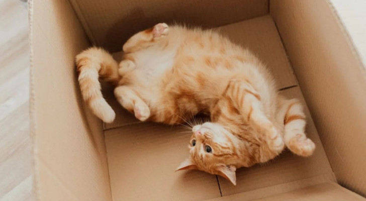 Come rendere sicura una scatola per il tuo gatto?