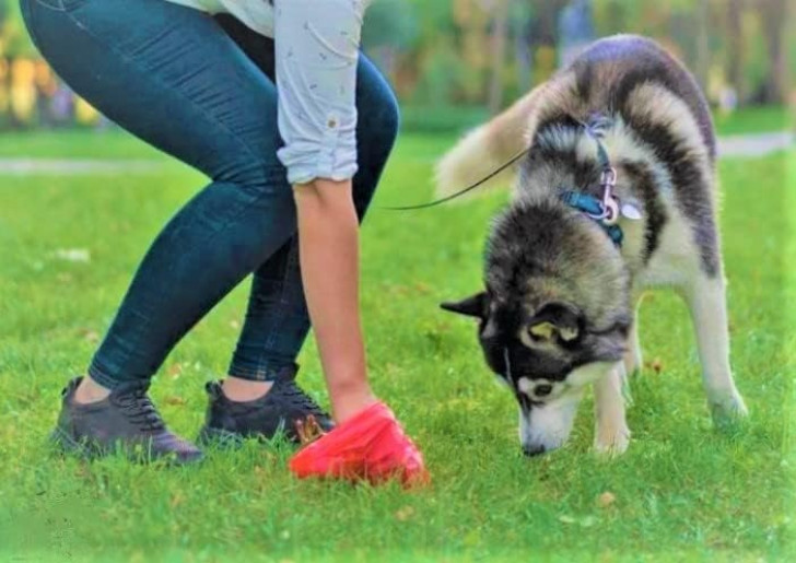 La legge per il test del DNA obbligatorio sui cani e le sanzioni previste