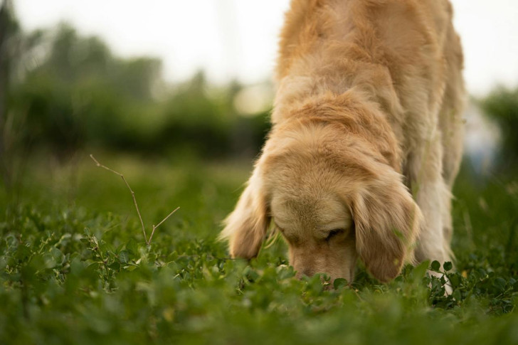 cane che annusa il prato