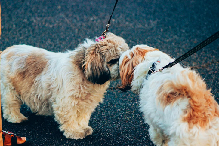 Tramite gli odori i cani riescono a conoscere l'ambiente che li circonda