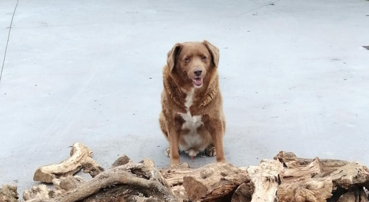 Bobi, il cane più longevo del mondo a 31 anni e 5 mesi