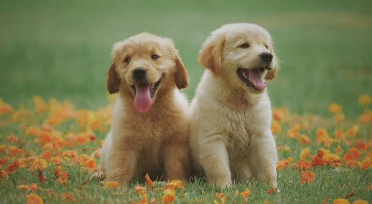 Razze di cani simili ai Golden Retriever: quali sono?