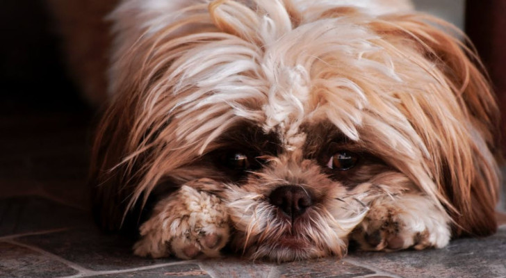 I cani percepiscono il tempo con l’olfatto?