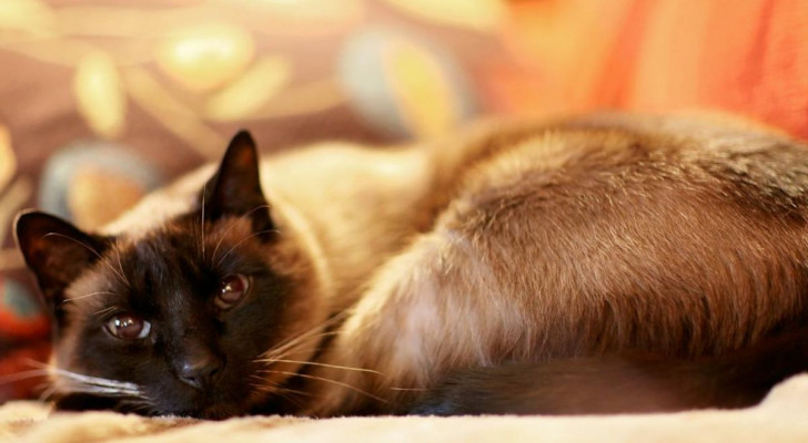 Il gene himalayano: buono o cattivo per il gatto siamese?