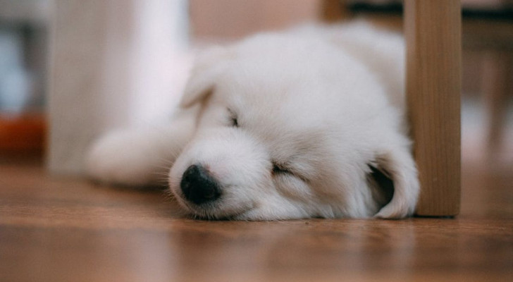 I cani possono ascoltare la nostra voce anche quando dormono: lo studio
