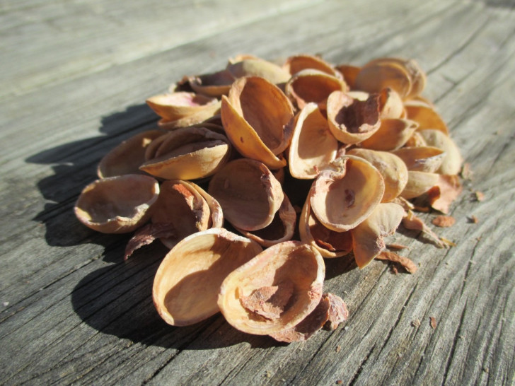 I gusci dei pistacchi nel compost