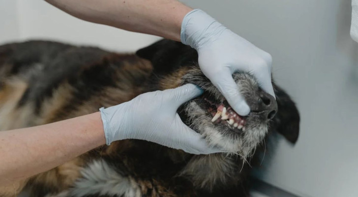 Pulire i denti del cane: perché è importante