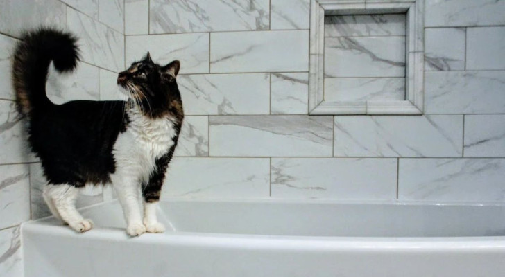 Perché il tuo gatto ti segue in bagno?