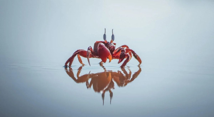 Pourquoi les crabes marchent-ils de côté ?