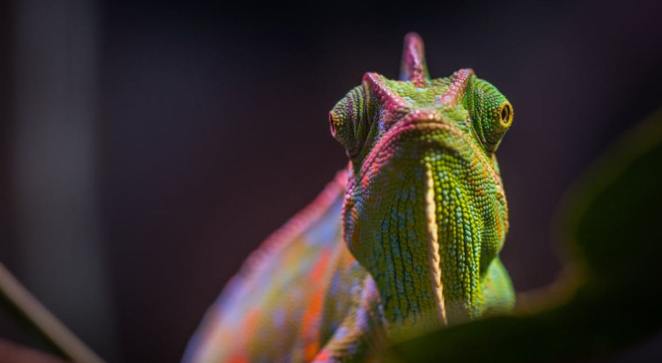 Pourquoi les caméléons changent-ils de couleur ?