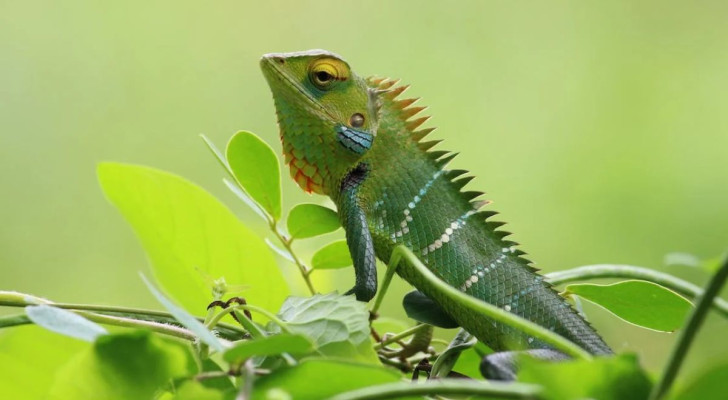 Comment les caméléons changent-ils de couleur ?