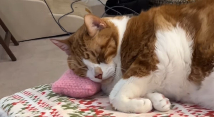 Il gatto George riceve un piccolo cuscino in regalo: la sua reazione è commovente