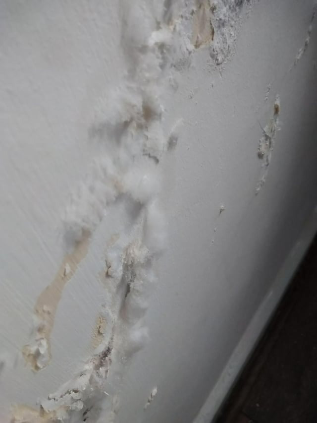 What is white mold?