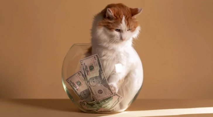 gatto milionario