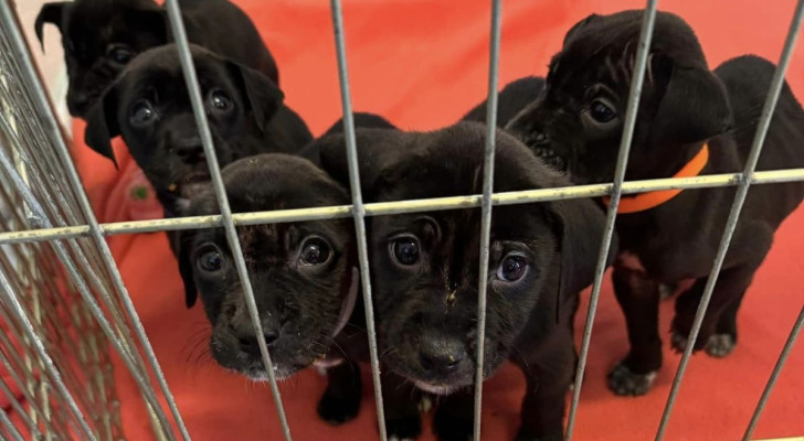 cuccioli neri di cane