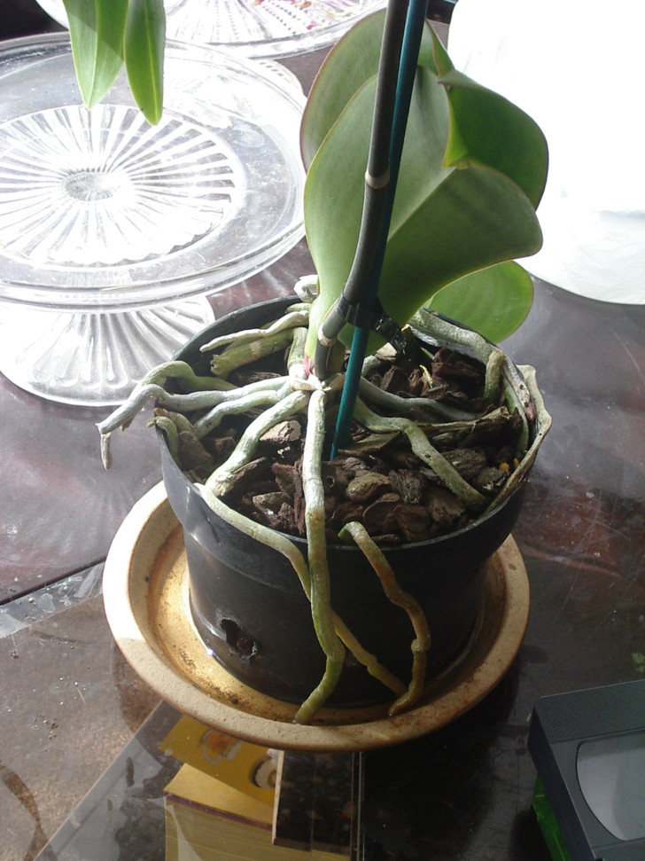 Quando occorre tagliare le radici aeree delle orchidee