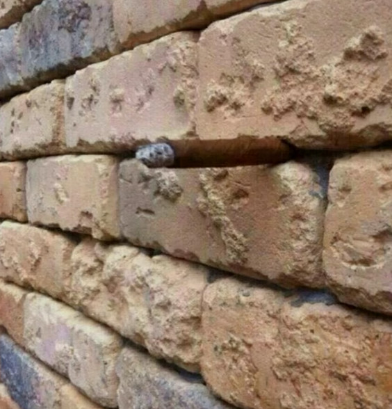 Illusione ottica: cosa si nasconde nel muro di mattoni?