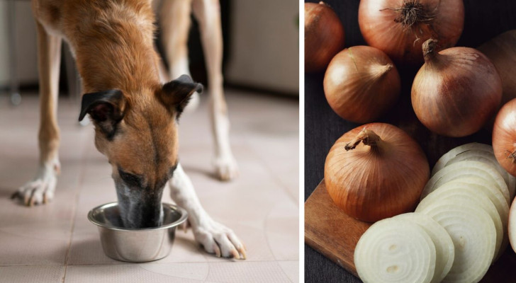 Cosa fare se il cane ha mangiato una cipolla?