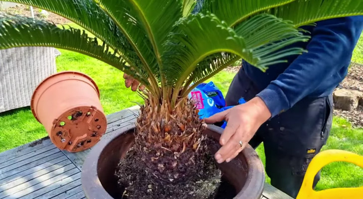 Comment rempoter le Cycas