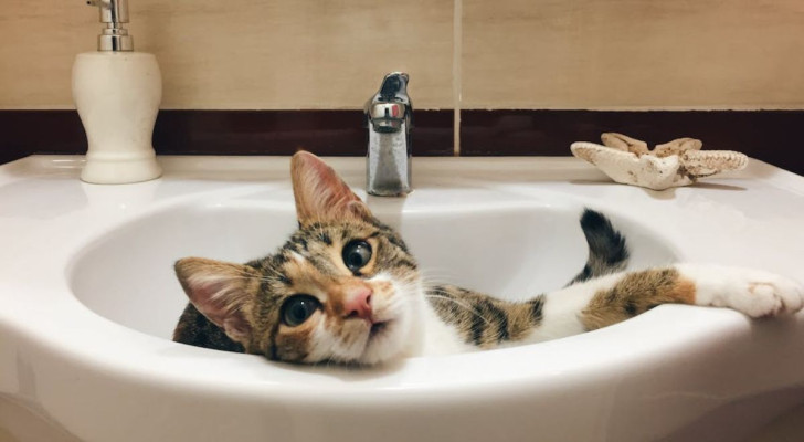 Cosa fare se il gatto non vuole fare il bagno: le alternative