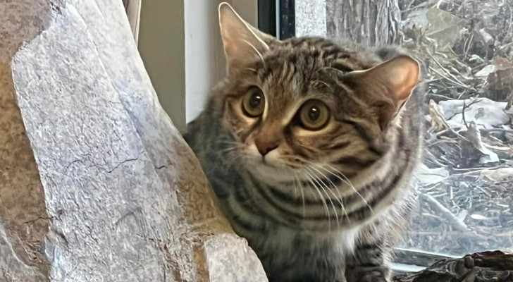 Zwartvoetkatten, woeste roofdieren