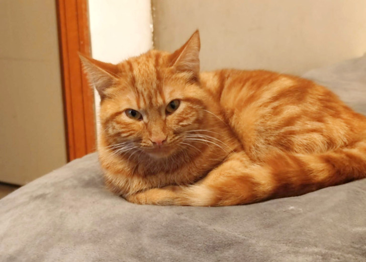 gatto rosso