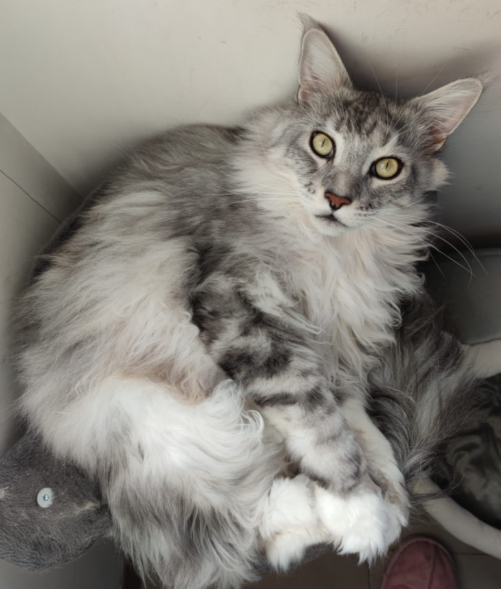 gatto
