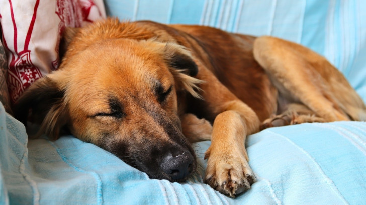 Le fasi del sonno di un cane