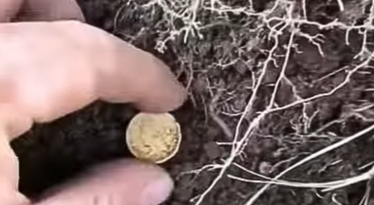 Trovata moneta del 1846 col metal detector: è rara