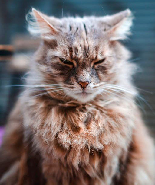 La regola d'oro per capire se il tuo gatto è infelice