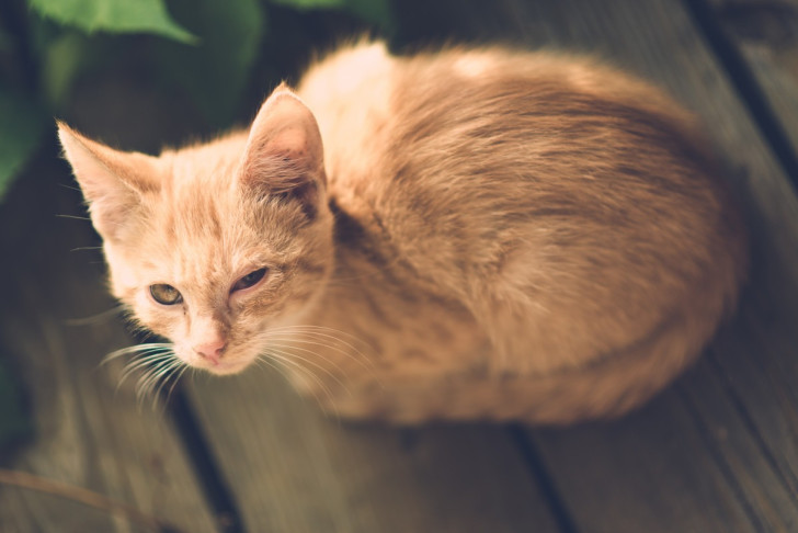 Suoni e segnali visivi che indicano tristezza nel gatto