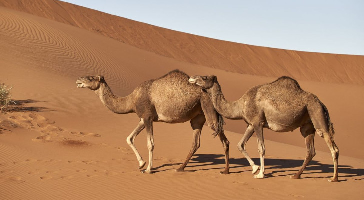 Dromedario si arrampica su una duna del deserto: momento unico o abitudine?