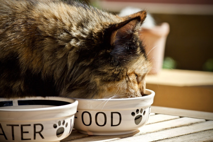 I motivi per i quali non dovresti mai mettere cibo e acqua del tuo gatto vicini