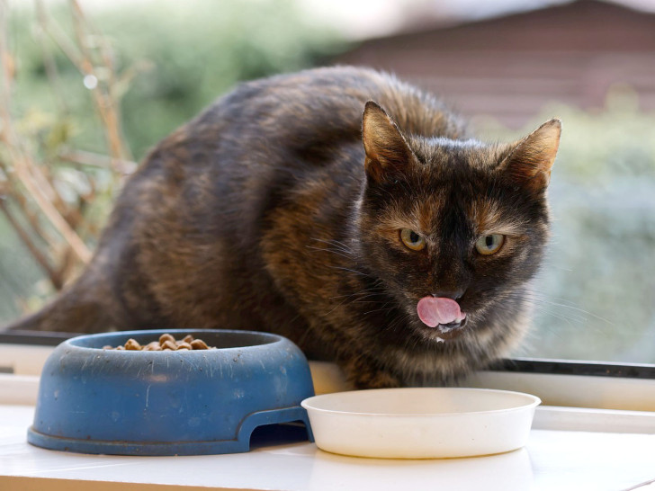 gatto si lecca i baffi