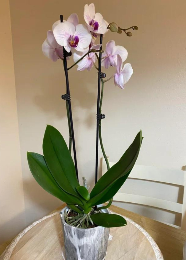 Rianimare un'orchidea con foglie raggrinzite