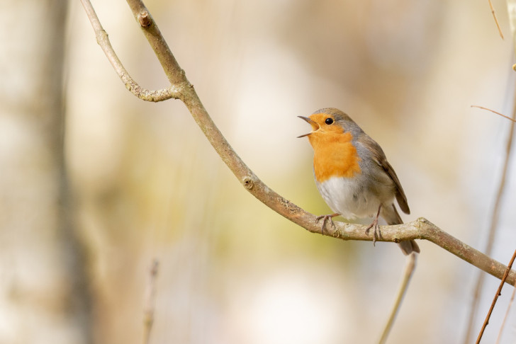 Warum männliche Vögel vor der Morgendämmerung singen